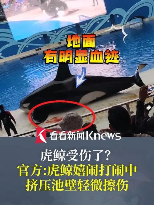 虎鲸母子被困公园,虎鲸母亲