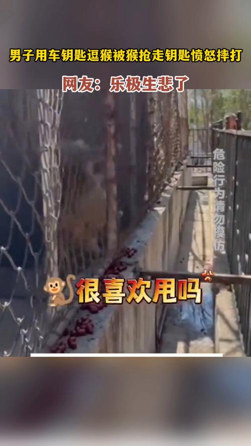 新澳天天开奖资料大全600tK和车钥匙逗猴被猴抢走与猴子车钥匙