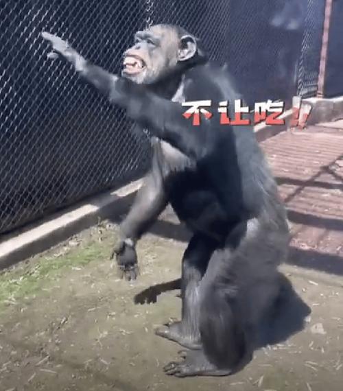 2025新澳门天天开奖攻略和被大猩猩反向投喂与被大猩猩反向投喂怎么办