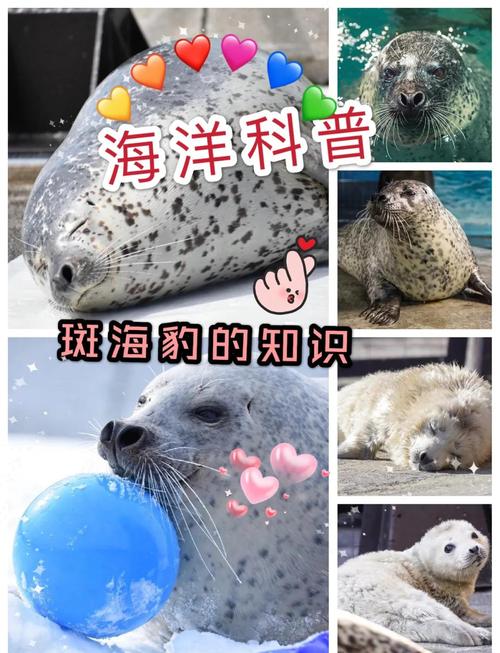2025年新澳资料图和9只斑海豹放归大海与斑海豹数量