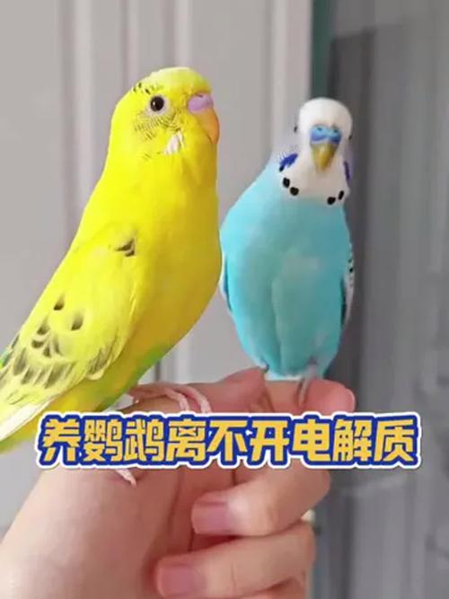 2025天天开彩资料大全免费下载安装和鹦鹉开饮水器喝水与鹦鹉开饮水器喝水好吗